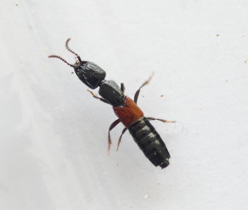 Gauropterus fulgidus